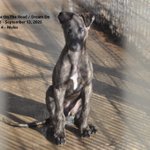 Photo by Racing Greyhounds (@RacingGreyhound)