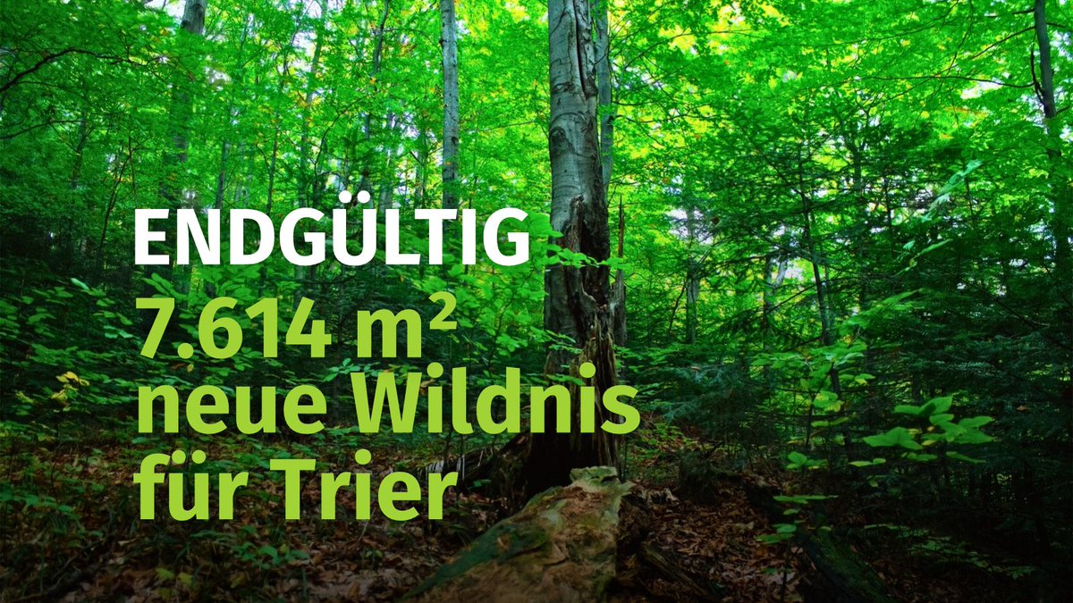 Keine Eingriffe. Keine Optimierung. Keine Profitmaximierung.
Sondern: Raum, Zeit und Ruhe – damit die Natur wieder ihren eigenen Weg finden kann.

Das ist nicht nur die Maxime von Wilde Wälder, sondern gilt ab sofort auch für 7.614m² Wald in Deutschlands ältester Stadt Trier. 1/2