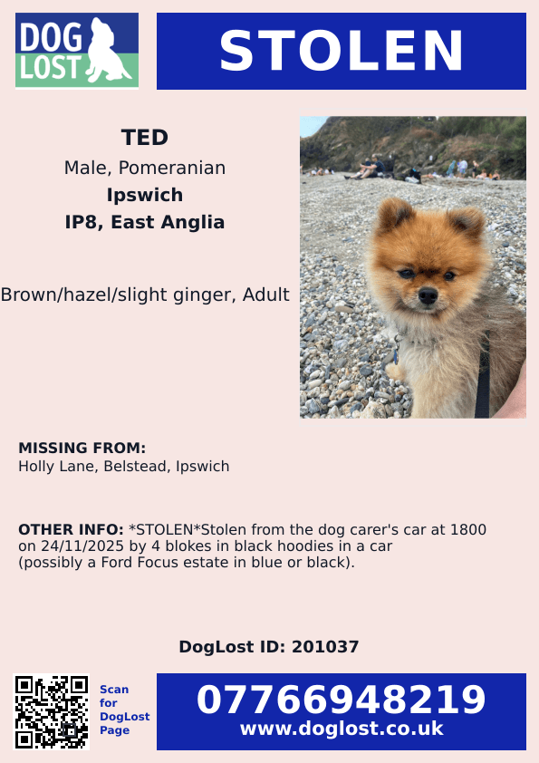 millypod1's tweet photo. 🆘24 NOV 2025 #STOLEN Ted #ScanMe
Pomeranian Male
Holly Lane #Belstead #Ipswich #Suffolk #IP8
STOLEN from the dog carer's car at 1800 on 24/11/2025 by 4 blokes in black hoodies in a car (possibly a Ford Focus Estate in Blue or Black)
https://t.co/qreEBiKldu https://t.co/o5RNG19NTK