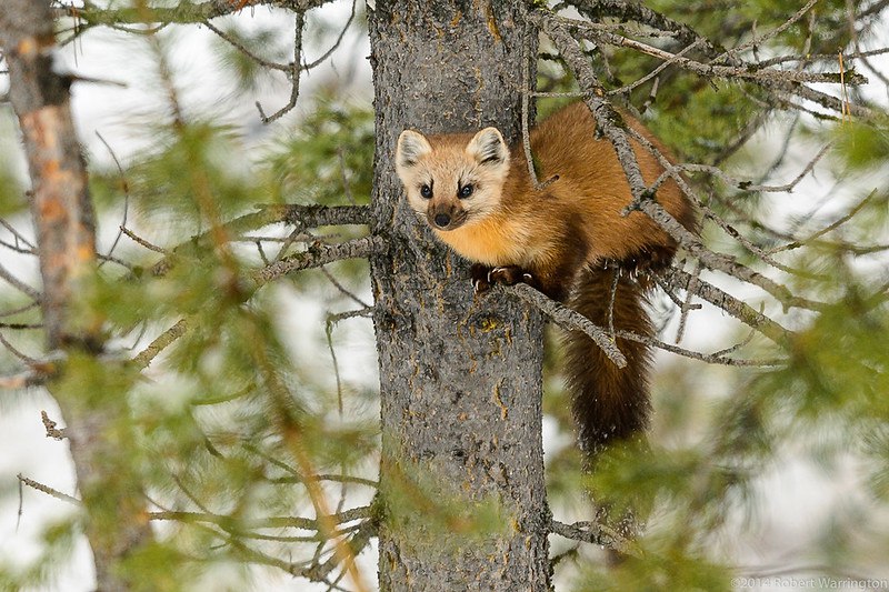 [🔗](api.tinyfox.dev/hourly/pinemar…)