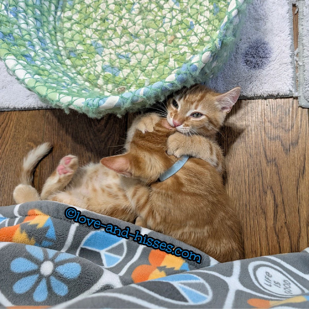 If you're hungry, Tango recommends the kitten ears. They're particularly tender and tasty today. He sends his compliments to the chef!