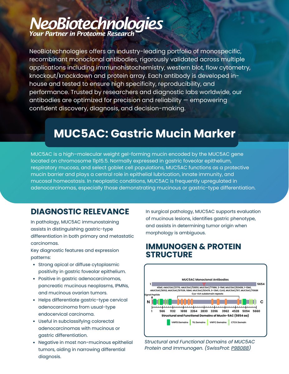neobio_mabs's tweet image. Explore NeoBiotechnologies’ MUC5AC monoclonal antibodies—key tools for studying gastric cancer, mucin biology, and mucosal immunity. High specificity and validated performance worldwide. 

#MUC5AC #ResearchTools #GastricCancer