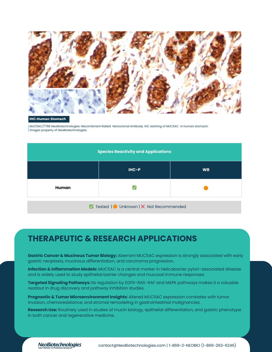 neobio_mabs's tweet image. Explore NeoBiotechnologies’ MUC5AC monoclonal antibodies—key tools for studying gastric cancer, mucin biology, and mucosal immunity. High specificity and validated performance worldwide. 

#MUC5AC #ResearchTools #GastricCancer