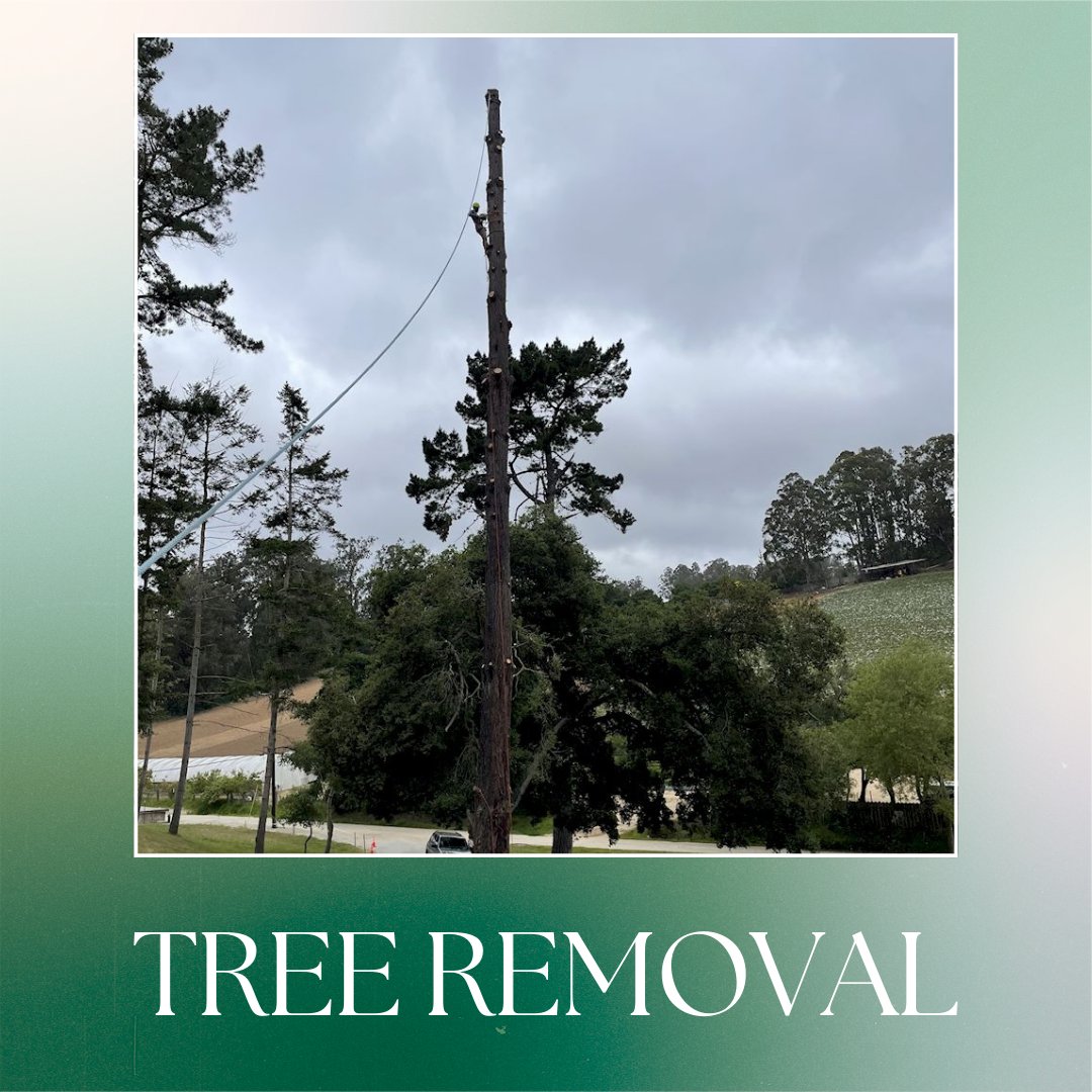 ColoresTree's tweet image. Sometimes a tree becomes more of a hazard than a feature. My #TreeRemoval services are safe, efficient, and leave your yard looking cleaner. Message me and let me know if you need a tree removed before it causes any problems!
treeservicesaromas.com