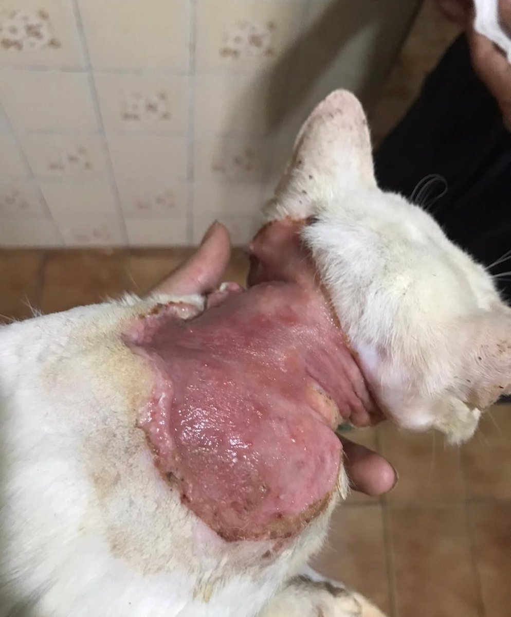 AbrigoMeimei's tweet image. Gente, esse nenê aqui que vocês gostaram da carinha é o Tubarão (dei esse nome porque era febre do “Tubarão, te amo” 😂). Ele é mais velhinho, já está no abrigo há quase 3 anos.

Ele foi vítima de maus-tratos. Morava em uma casa de acumuladora que deixava todos gatos terem acesso…