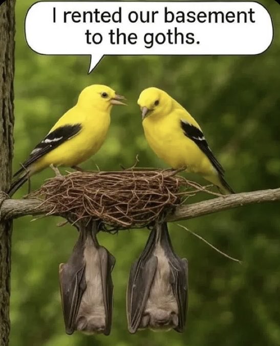 MarieIsabellaB's tweet image. Timeline cleanse🐤🦇🤣