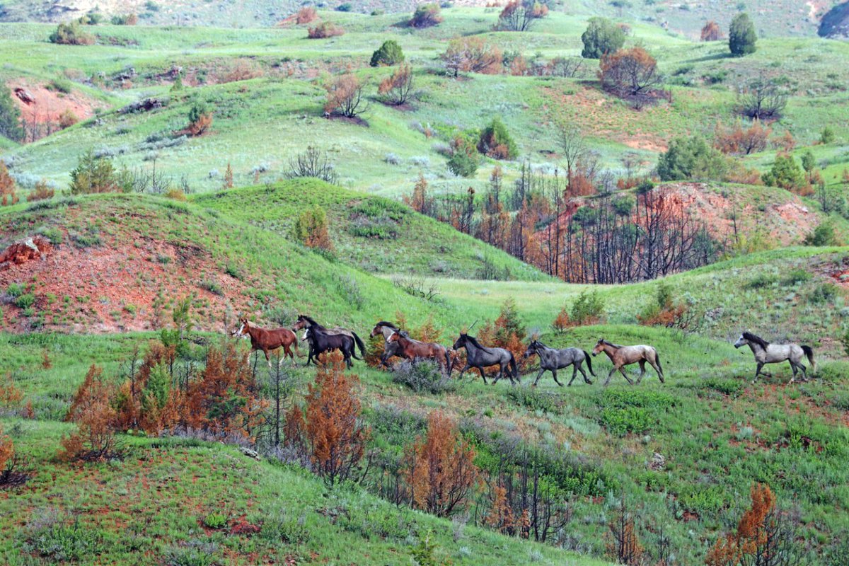 DanBehringer221's tweet image. Where the buffalo roam: Rebuilt road opens up sweeping views at Theodore Roosevelt National Park in North Dakota. apnews.com/article/theodo… @AP #parks #NorthDakota #Conservation #badlands #ScenicViews