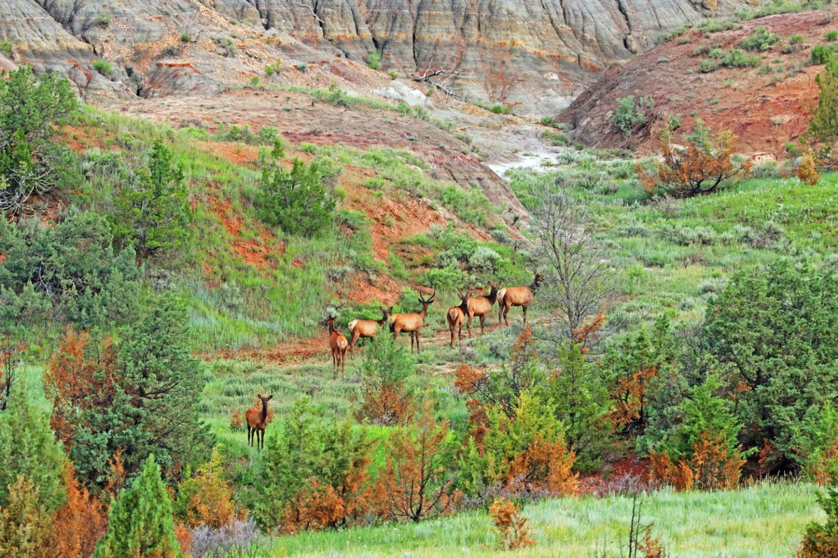 DanBehringer221's tweet image. Where the buffalo roam: Rebuilt road opens up sweeping views at Theodore Roosevelt National Park in North Dakota. apnews.com/article/theodo… @AP #parks #NorthDakota #Conservation #badlands #ScenicViews
