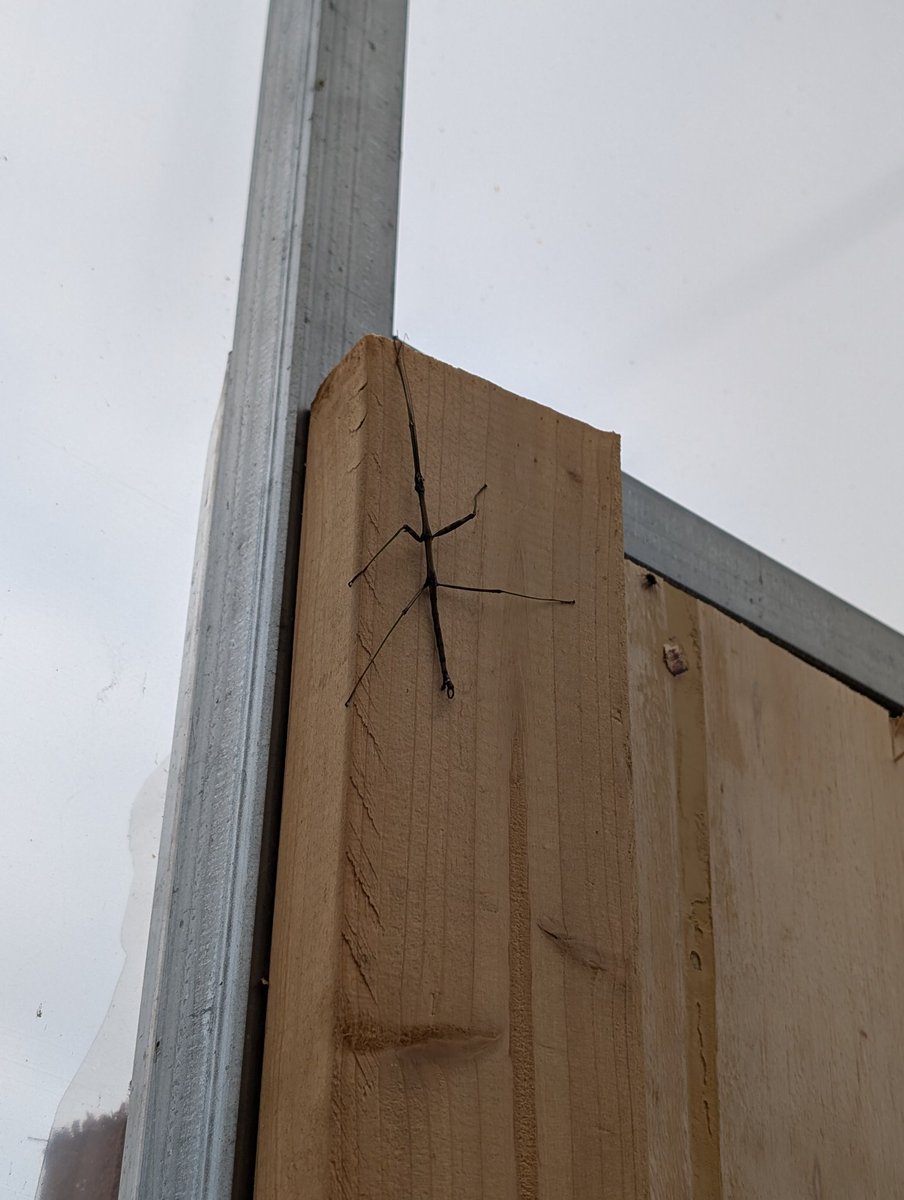 PatrickHeizer's tweet image. Spotted a stick bug in the greenhouse.