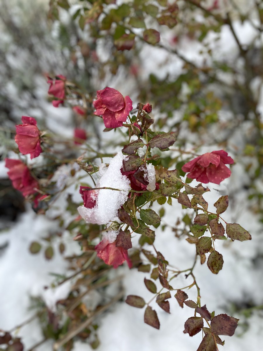 Sonia Zuccaro tweet media