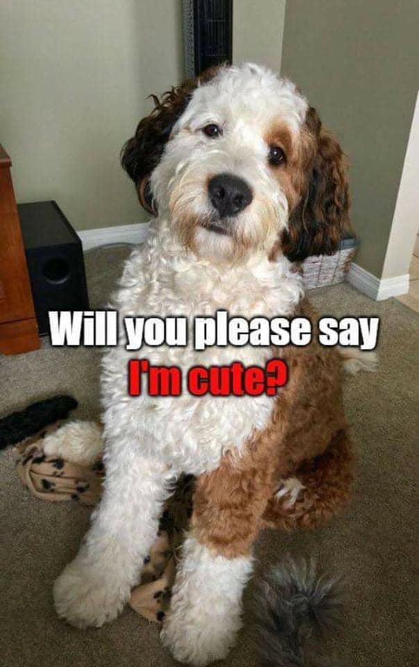Beyond The Leash tweet media