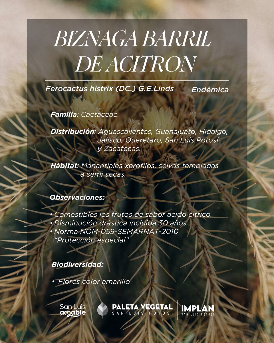 implanslp's tweet image. «Ferocactus histrix (DC.) G.E.Linds»

Especie endémica que podrás encontrar en la «Paleta Vegetal» de San Luis Potosí.

#yohagosanluisamable

Descárgala aquí ⬇
bit.ly/3PW0Ehu