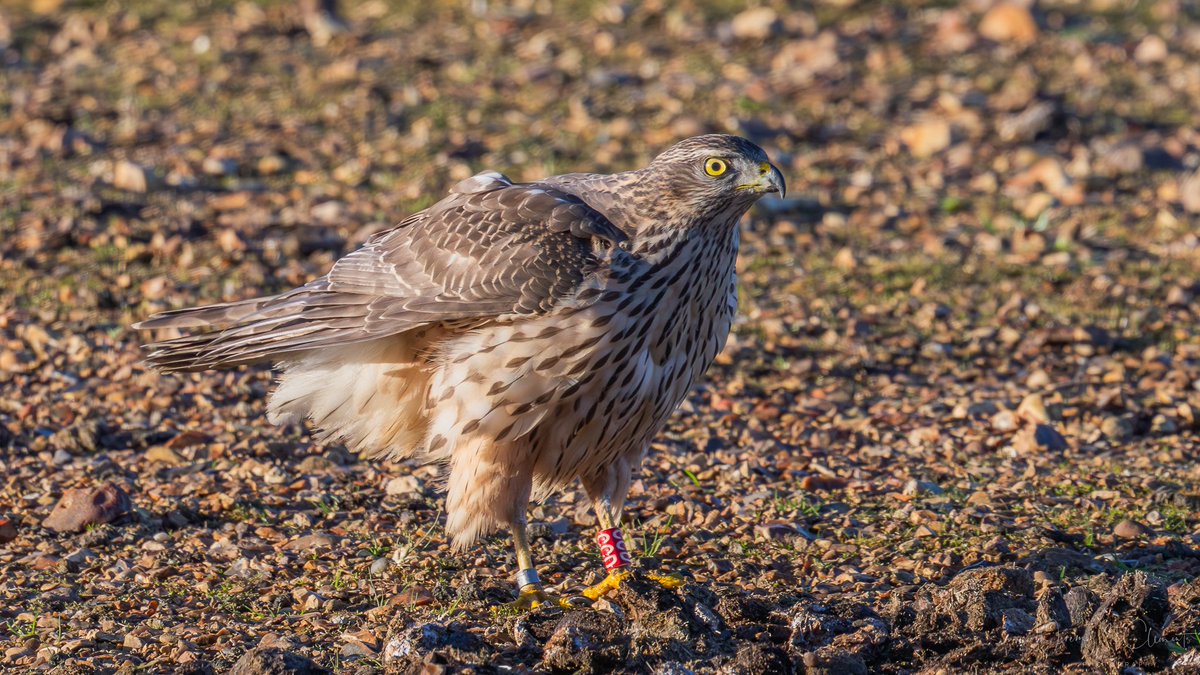 Cracking views of a young male Goshawk hunting a Goldeneye this morning, unfortunately no breakfast but hopefully a lesson learned. <a href="/BirdGuides/">BirdGuides</a> <a href="/HOSbirding/">Hampshire Ornithological Society</a> <a href="/HantsIWWildlife/">Hampshire & Isle of Wight Wildlife Trust</a>
