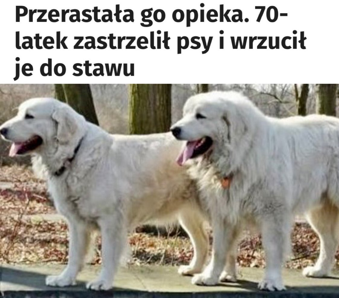 Kolejny brutalny mord myśliwego! Ilu jeszcze zlych ludzi z bronią w ręku kryje się w tym środowisku? 

Jak można zastrzelić psy - i to z tak błahego powodu? Sąsiedzi oferowali pomoc, mówili o łagodnym usposobieniu psów, deklarowali wsparcie przy adopcji. Właściciel-myśliwy