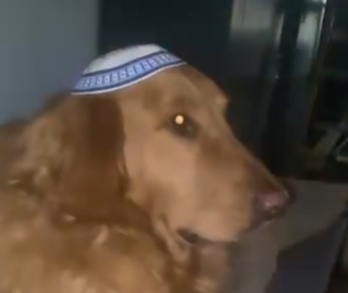 zazashisha's tweet photo. this post is going crazy viral, almost a million likes in one day
this jewish dog (Scooby Joo) stole all the coins from the mystery machine.
they're calling him the Golden Deceiver LMAO
isnta link: https://t.co/i2D4i2HJPl https://t.co/iHmB6bVqTm