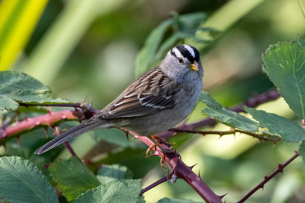 Had a lucky close encounter with this gorgeous mature white-crowned sparrow in SF last month. I’ve been waiting for a moment like this with this bird for a long time! #BirdsSeenIn2025 #birding #canonphotography #nature #SanFrancisco #California