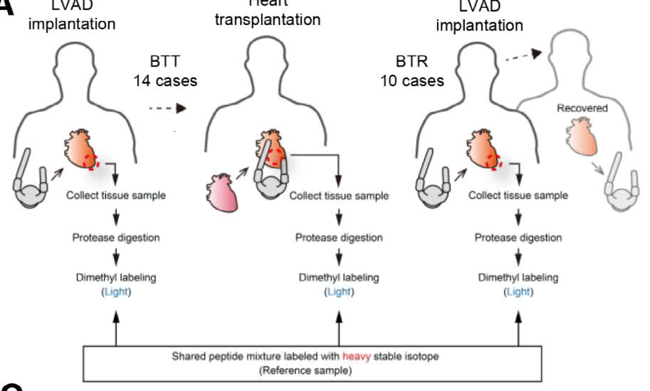 CircAHA's tweet image. What is the ECG diagnosis? What is supernormal conduction? Learn more with this issue&apos;s #ECGChallenge! ahajrnls.org/48hWZU2
