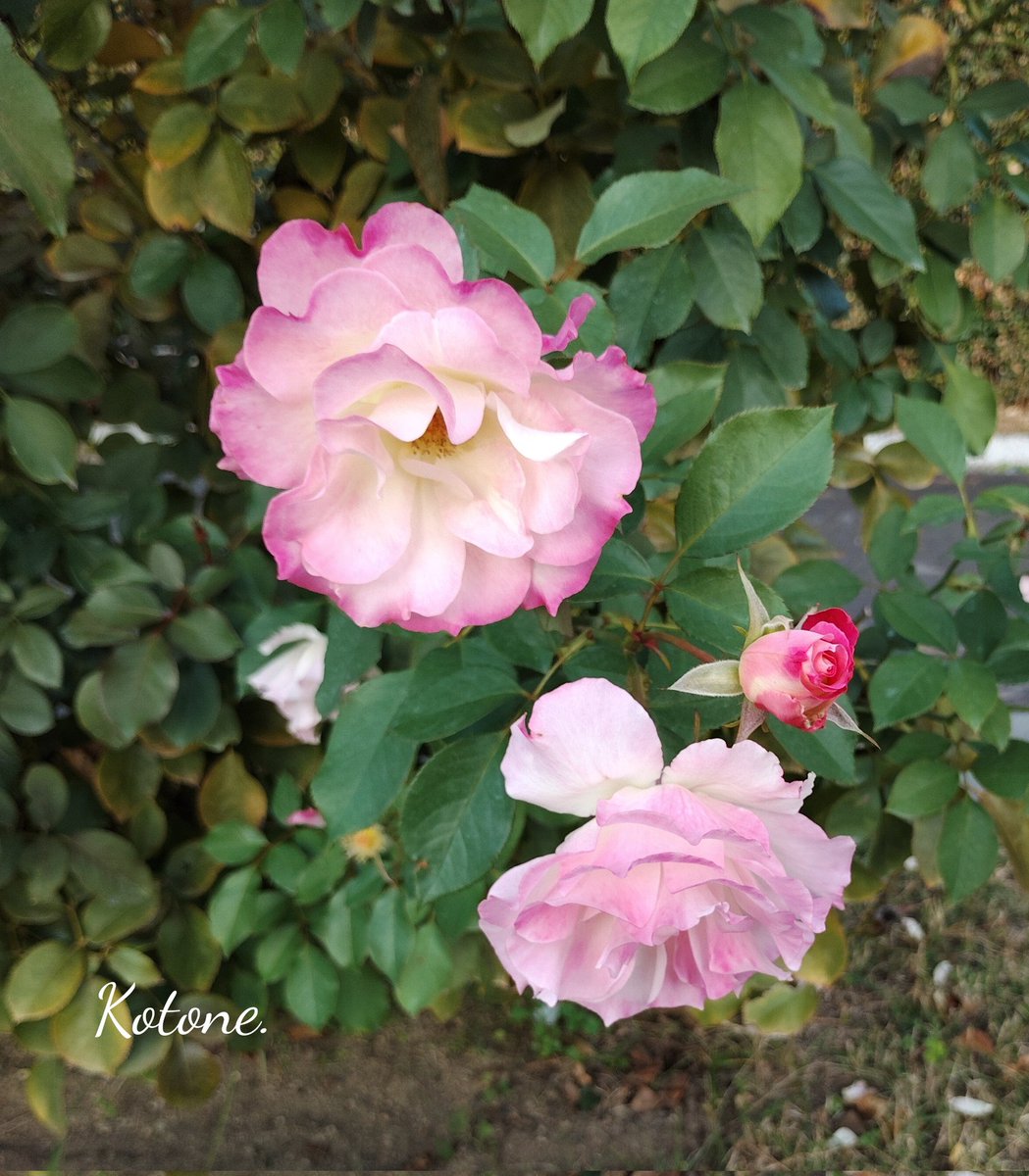 ☘️琴音 (@Agp4WVhG5f7J4n9) / Posts / X