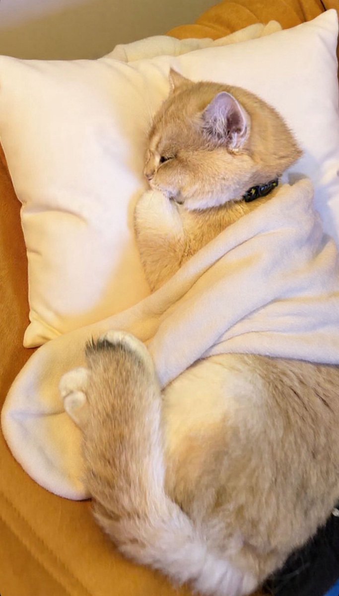 Build_FamilyFC's tweet image. IGs update [25112025] AI generated 🐈💤

#BuildJakapan @JakeB4rever 
#Beyourluve