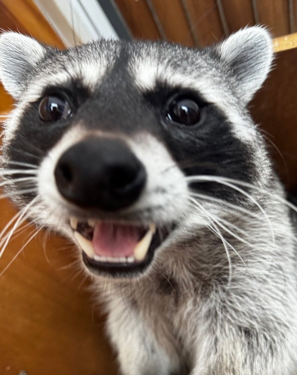 IF YOU SEE THIS SAY HI