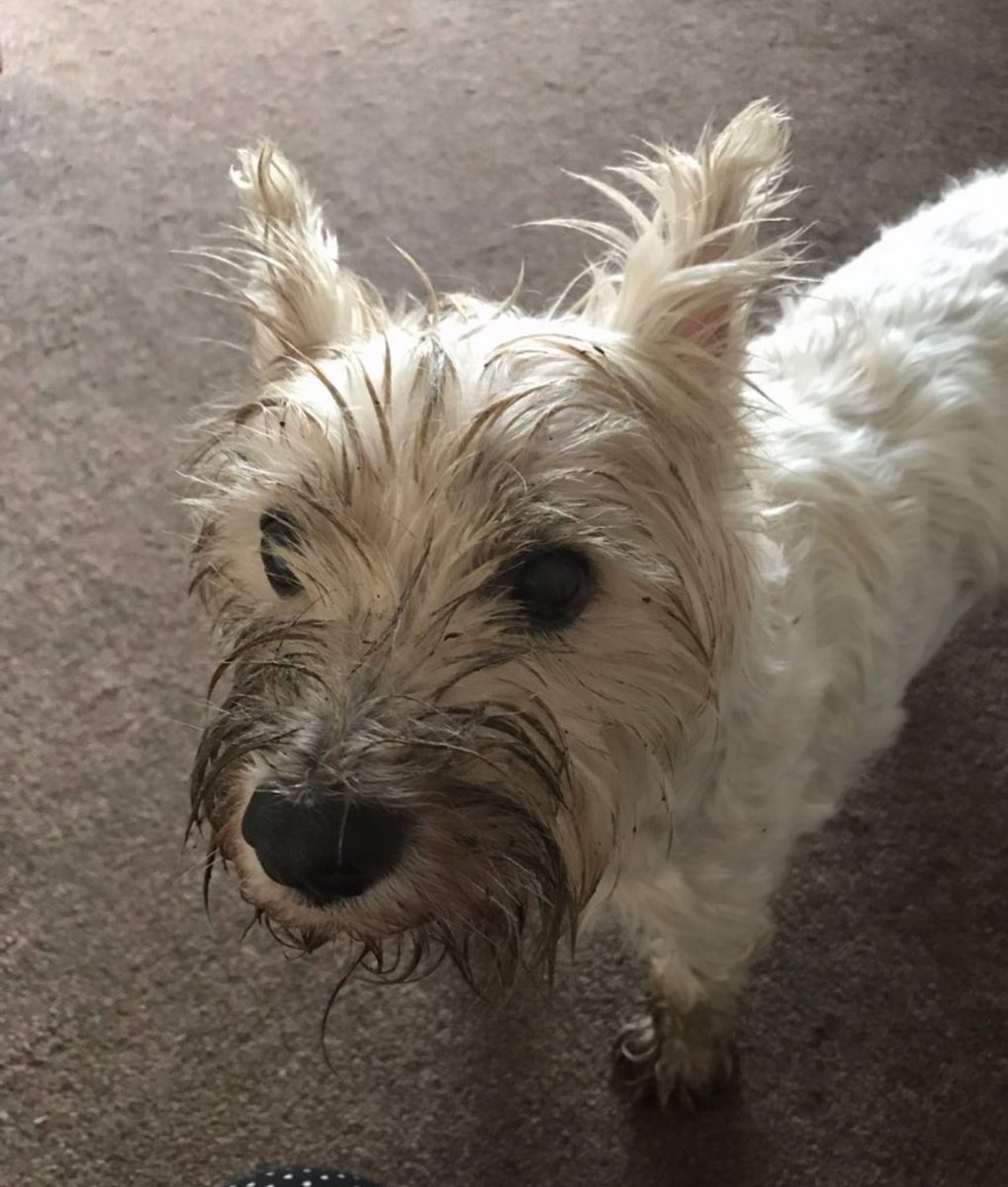 𝒯𝓇𝒶𝒸𝓉𝑜𝓇𝑔𝒾𝓇𝓁𝓎 🇬🇧🚜 💚🤍💜 tweet media