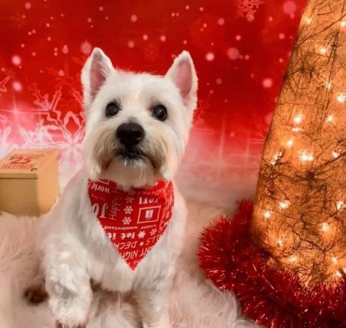 𝒯𝓇𝒶𝒸𝓉𝑜𝓇𝑔𝒾𝓇𝓁𝓎 🇬🇧🚜 💚🤍💜 tweet media