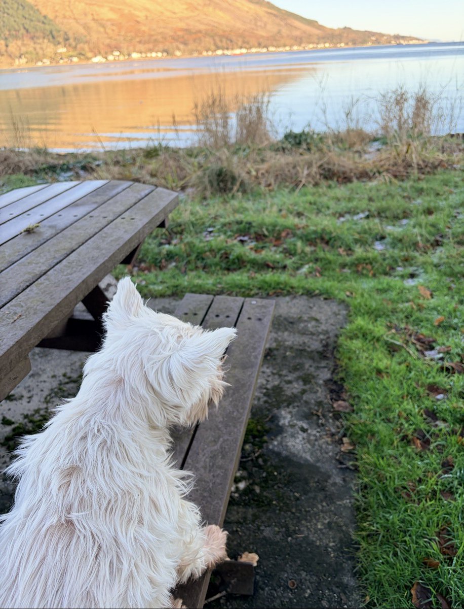 𝒯𝓇𝒶𝒸𝓉𝑜𝓇𝑔𝒾𝓇𝓁𝓎 🇬🇧🚜 💚🤍💜 tweet media