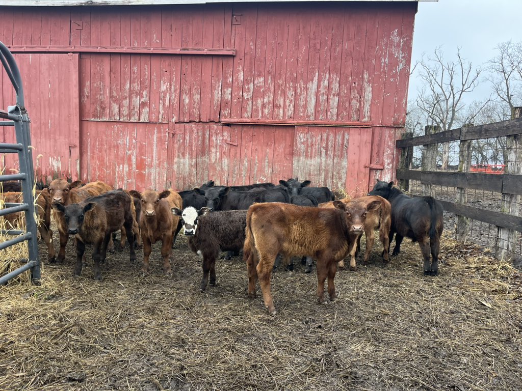 Catching up on cattle work 🐮