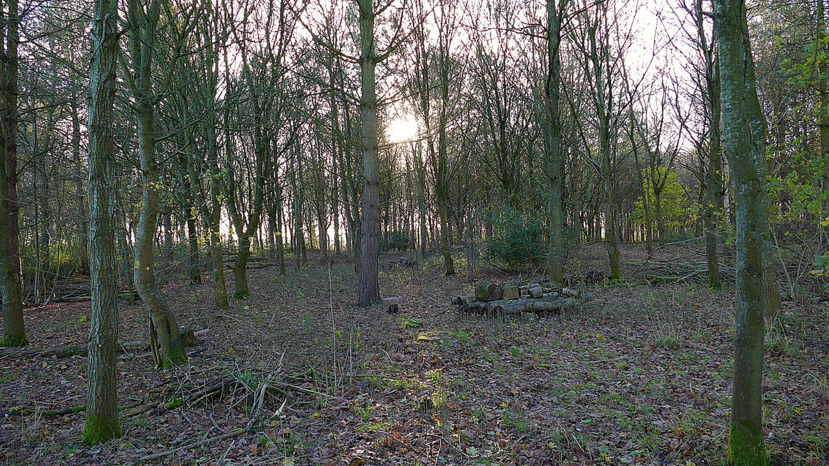 The last weakening rays of today's sun, just bright enough to highlight the woodland floor, the temperature dropping, in advance of tonight’s frost. 🥶🥰