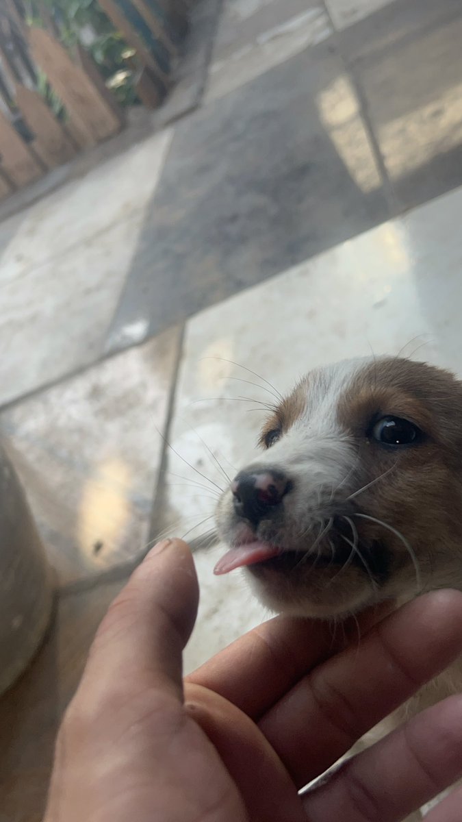 Hi🐶😋😍💞🌸