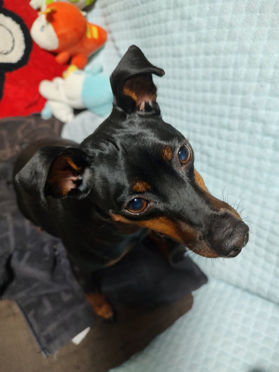 PATA_iridescent's tweet image. おやつが欲しい犬