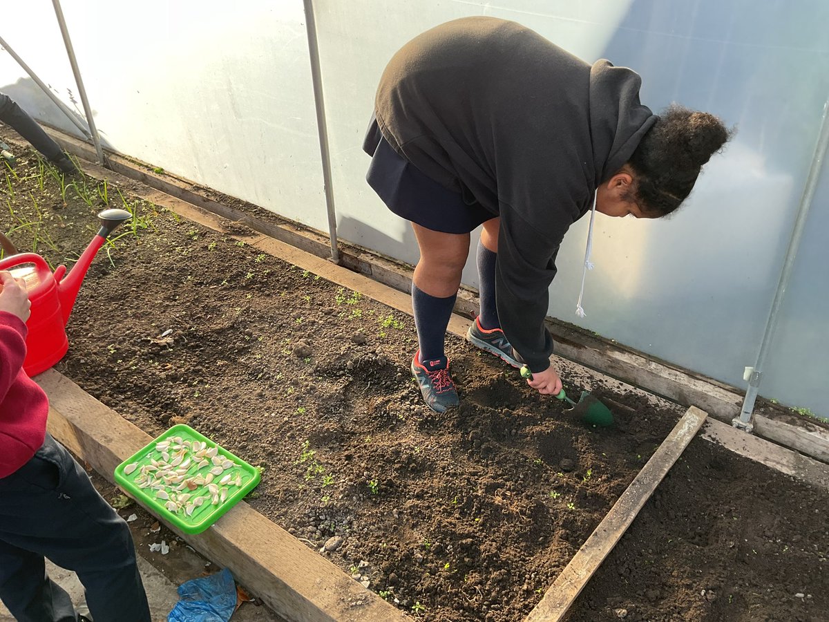 The <a href="/StJamesYear6/">Chorley St James Year 6</a> #gardeningclub busy at lunch today!