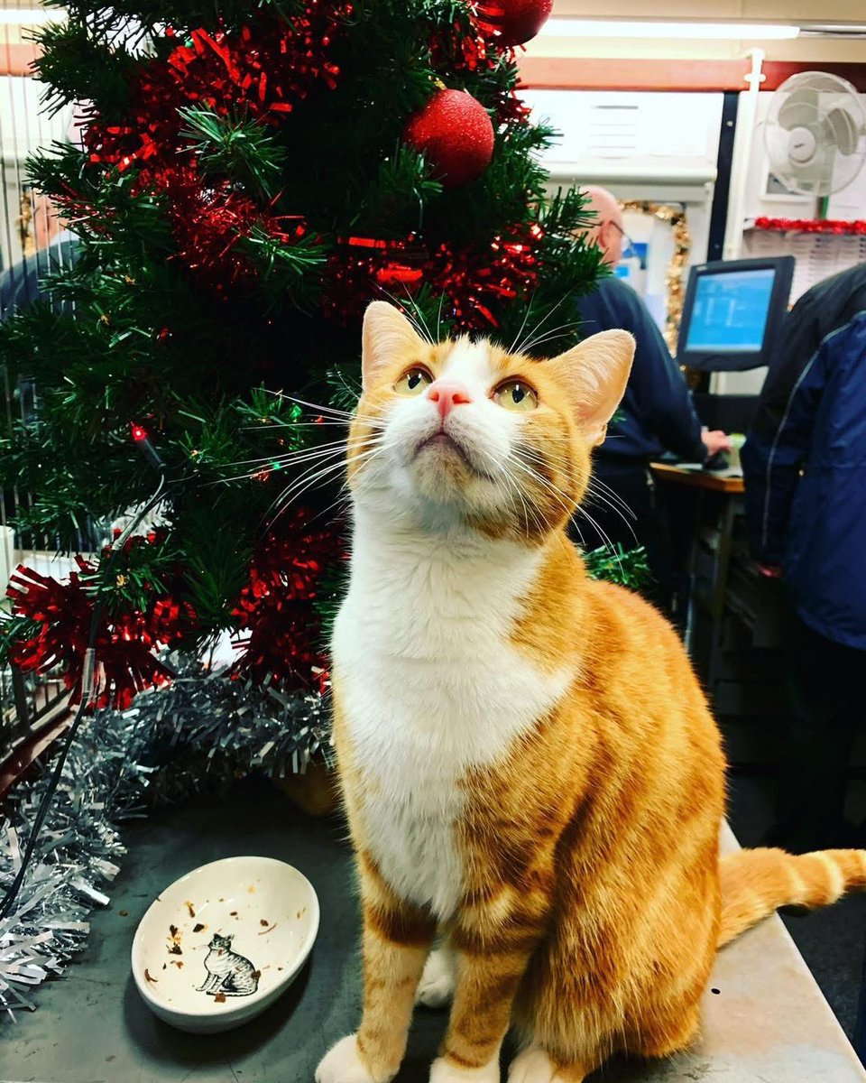 TheStourbridge's tweet image. I’m very fortunate with a warm home &amp;amp; lots of love. Not every hooman or animal has that.
So instead of gifts for meownself, could I ask something kinder?
Please donate, even a little, to a local shelter or charity
Or spend time with someone who’s lonely
