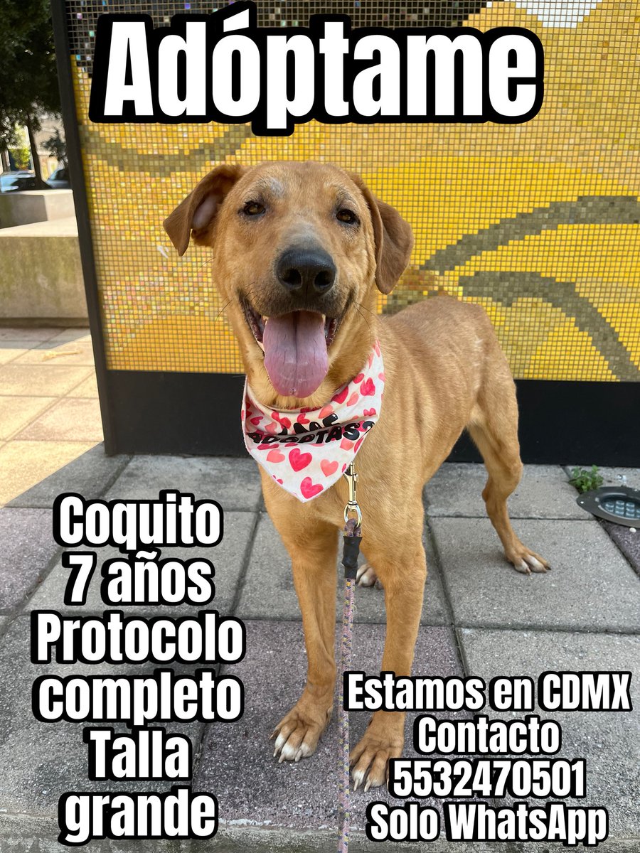 #AdoptaUnPerrito
#BuscandoHogar
#PerritoEnAdopción
#AdopcionesResponsables
#AdopcionesCDMX