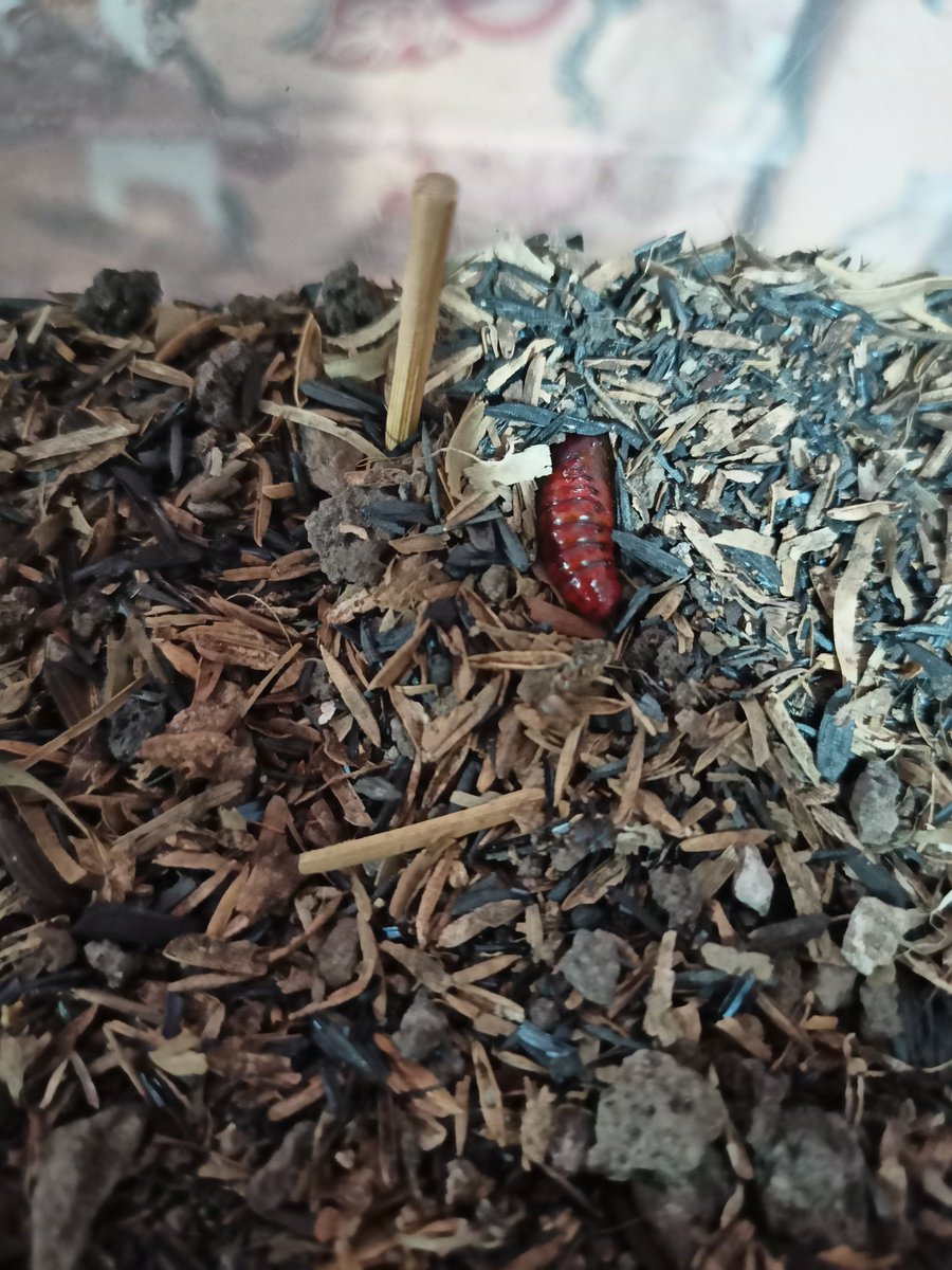 Seminggu lalu nemu ulat di daun, trs gw pelihara di toples. Kirain bakalan jd kupu2, taunya ngengat kecil. Malam ini dia udh jadi pupa. Lebay sih tp gw sedih biasanya tiap malem ngumpanin. Maghrib tadi abis ganti kulit masih kujet2, skrg udah jadi pupa beneran udah ga bergerak 🥲