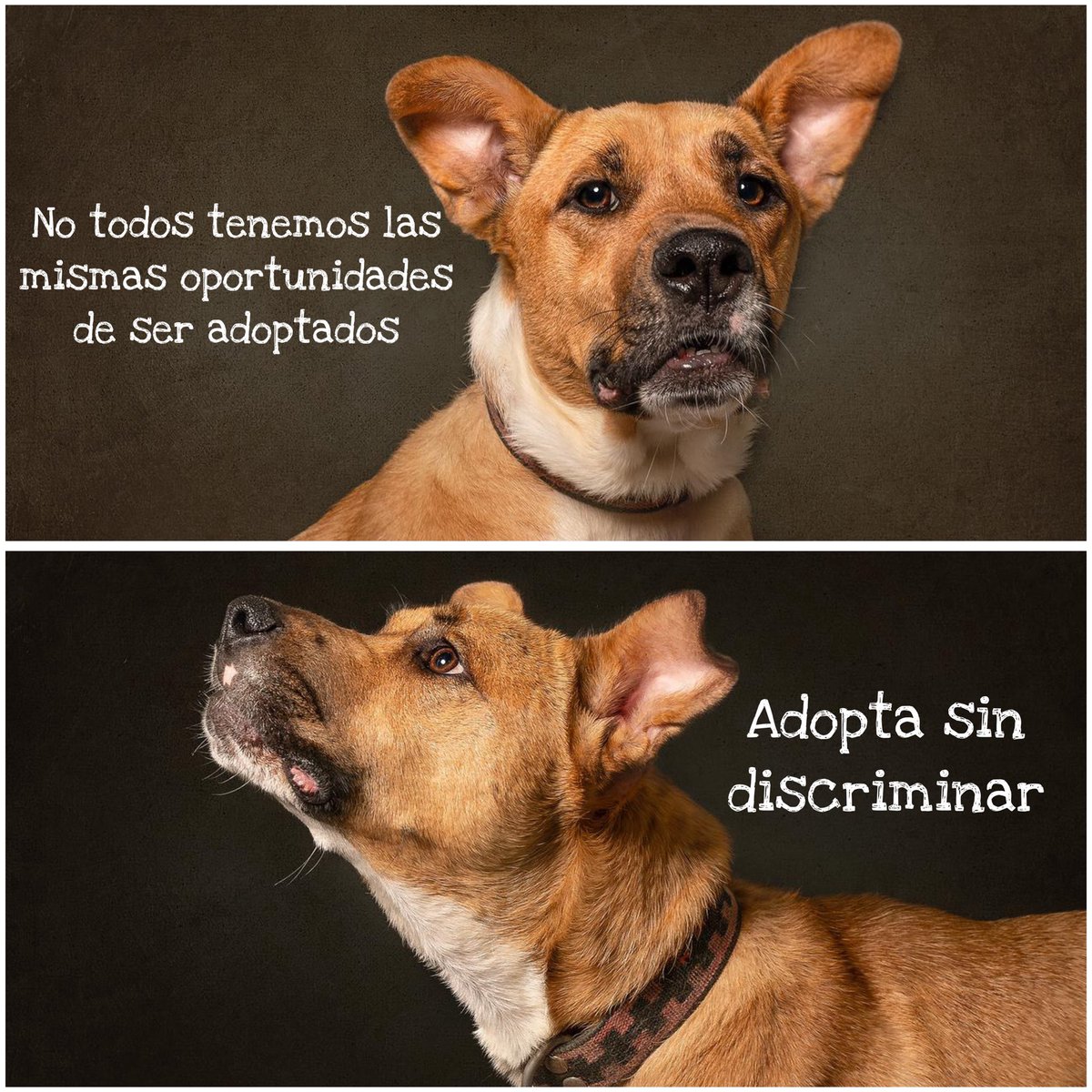 Canela lleva mucho tiempo esperando una familia … 💔

No es talla chiquita o de raza,pero también merece encontrar un hogar.

Dale una oportunidad.

#AdoptaUnPerrito
#BuscandoHogar
#PerritoEnAdopción
#AdopcionesResponsables
#AdopcionesCDMX