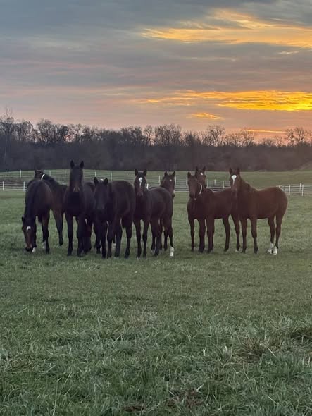 A beautiful sky over some of the weanling fillies this morning!