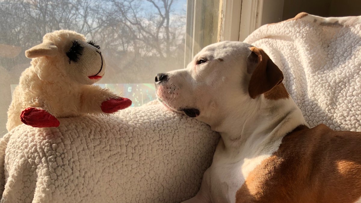 I'm supporting <a href="/onetailatatime/">One Tail at a Time (OTAT)</a> this #GivingTuesday! Your gift provides vital medical care &amp; supplies for 1,600+ animals rescued each year! I'm almost halfway to my goal! Can you chip in $5 to help rescue animals today?

Donate here: otatgivingtuesday25.funraise.org/fundraiser/emm…