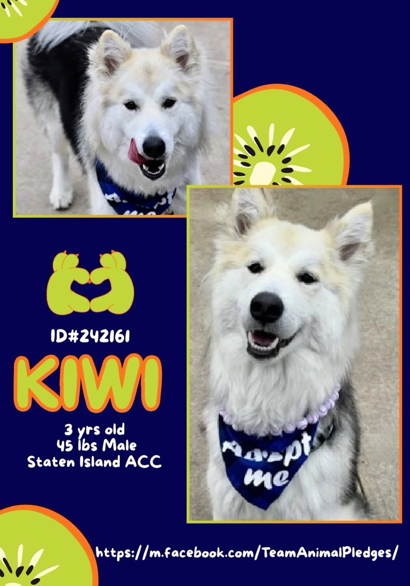 Gorgeous 3 yr old Kiwi (Staten Island ACC) belongs living an active life, not at-risk in a kill shelter. 
With love, patience &amp; daily physical activity, he will be a joy to have as a companion. 
nycacc.app/#/browse/242161
#Adopt #Foster #Pledge4Rescue