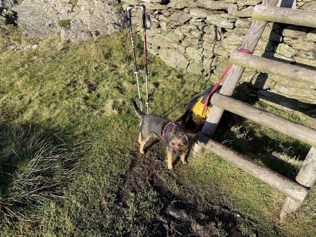 Ok it’s a disappointing photo I know (glares at Mum) but just in front of me is Black Fell my 97th Wainwright pals- this is a stile which I did not have to climb 🤣🐾 ⁦<a href="/SkipperTheBear/">M’Lord Skipper & The Lady Fargo of Sussex</a>⁩  ⁦<a href="/BtCulter/">Lord Culter BT 🏴󠁧󠁢󠁳󠁣󠁴󠁿 Order of the IT</a>⁩