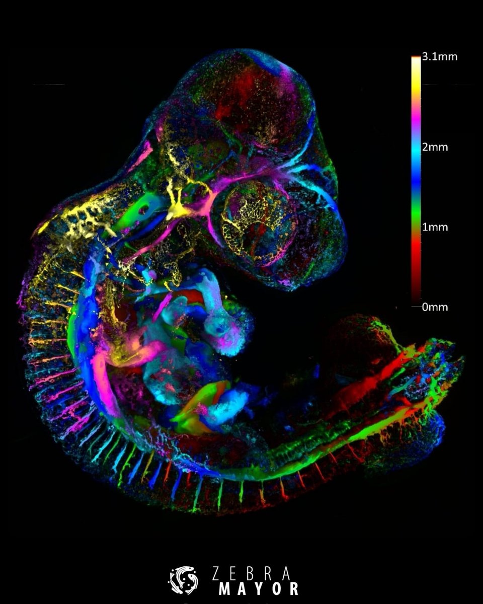 Zebramayor tweet media