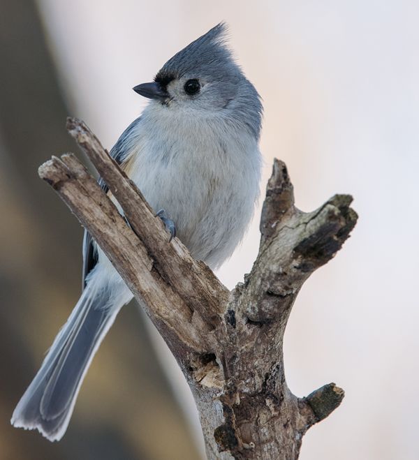 WrtrStat's tweet image. Hypnotic writing bluejay says...You will write today! Write! #AmWriting Note to self. ...Keep Writing. ~ Life is full, but writing is fuller. Write something today. #Author #Writing #Writer Join #FirstDraftFall #WeeknightWriters @weeknightwriters.bsky.social - Wrtr