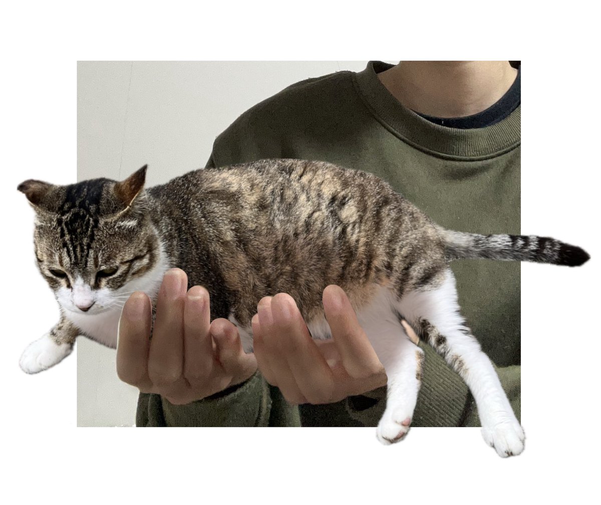 논문 읽는 오비 😷 (@orbitalsp3) on Twitter photo 