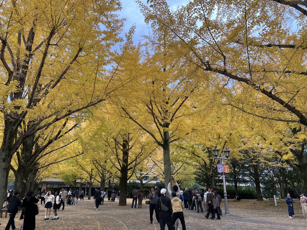 jimot_NO's tweet photo. Xが情報確認ツールになってる
今年で最後の熊本

県庁前のいちょうでもみてってや https://t.co/CFjFBnj1H5