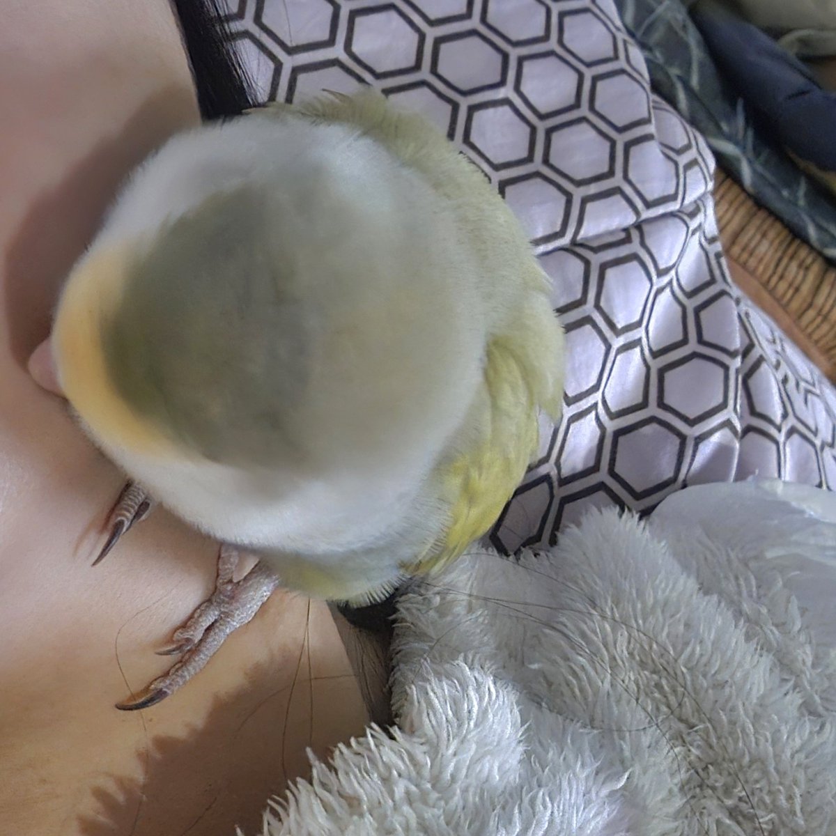 미친 거 아냐 얼굴에 부리 박았음 제발...
귀여워서 못 참겠는데 움직일 수 없음