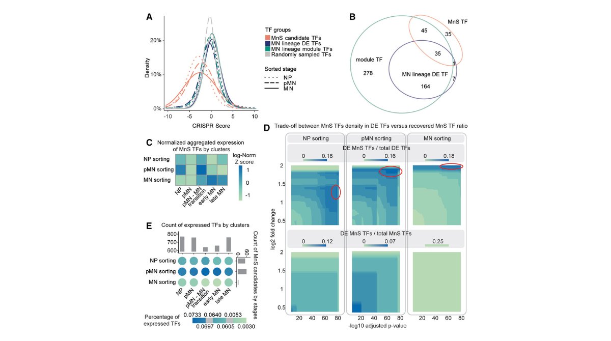 stemcellreports's tweet image. New research from @nyugrossman: Stem cell-based approach to identify important regulatory transcription factors in various pathways during mammalian cell differentiation. #development #spinalcord ow.ly/2htM50Xve5W

@ISSCR @CellPressNews @GairdnerAwards @SickKidsNews