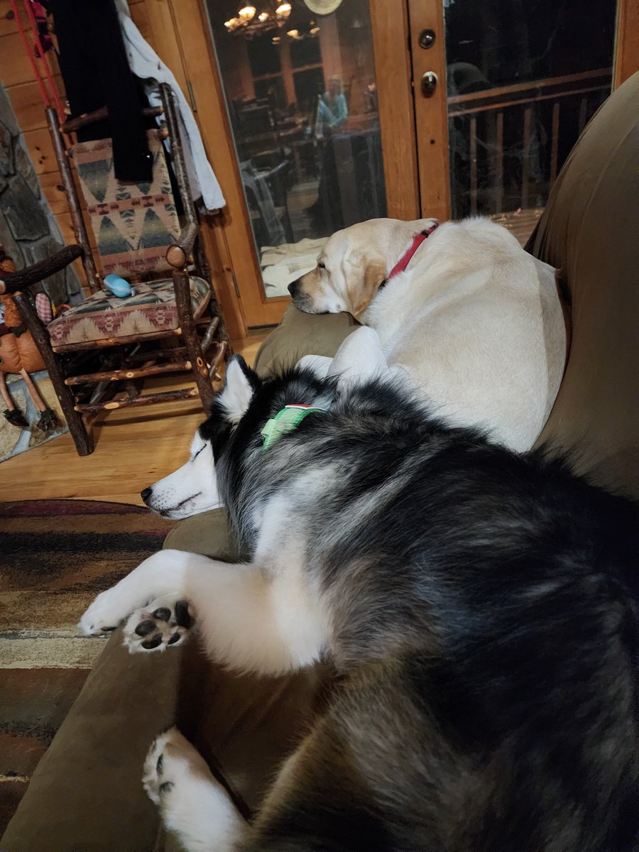 Pups are pooped after hiking all day.