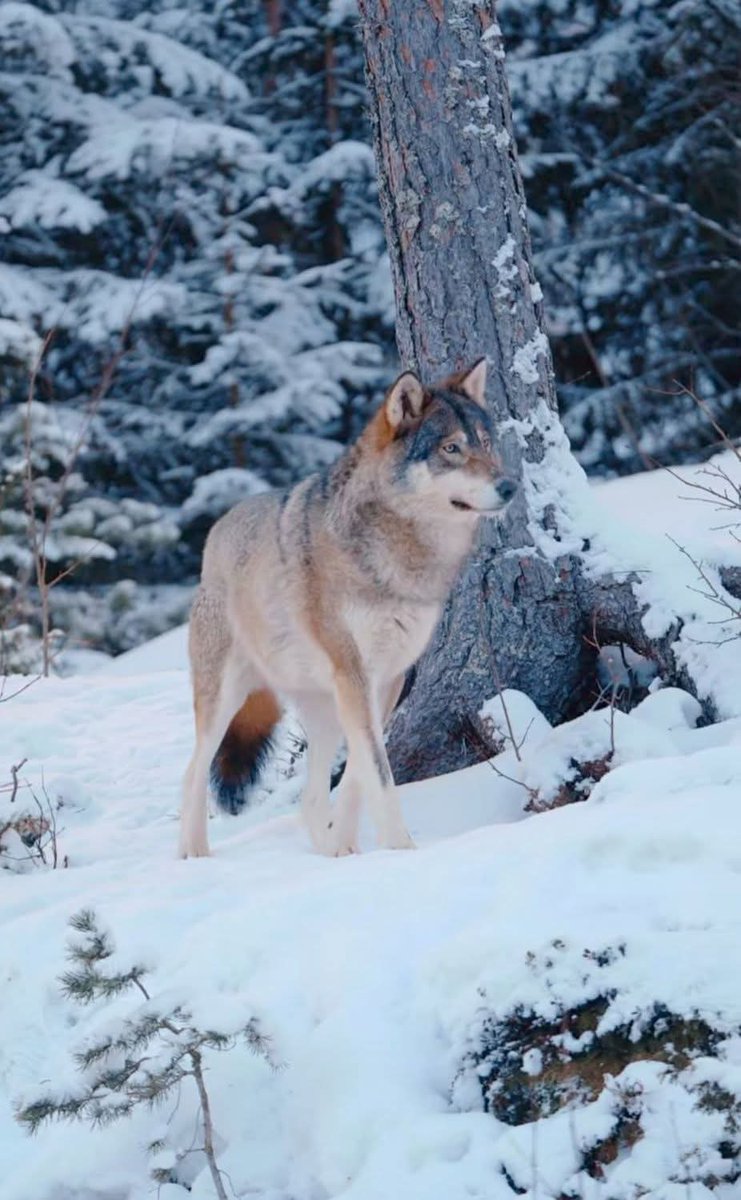 wolf_lovers__'s tweet image. A wolf’s fur doubles in thickness during winter — built for survival
