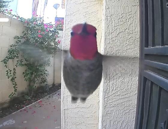 itsme_urstruly's tweet image. Yesterday, I was notified that someone was at my door. 

This is who it was: