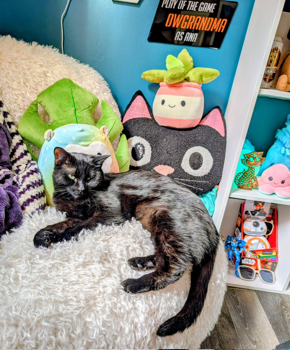 OWGrandma's tweet image. Esper has to go to the vet today because her ears are gunky and a little bloody so wish her good luck please 🤞🏼🤍